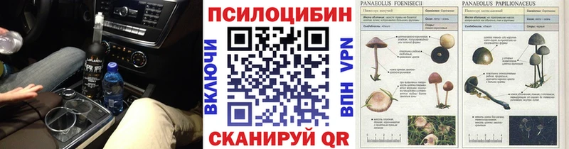 Купить закладки  Сасово  Псилоцибиновые грибы мицелий 